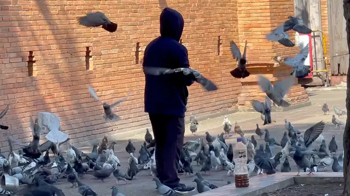 โดนจับปรับไม่แคร์ แก๊งมาเฟียนกพิราบประตูท่าแพคัมแบ็ก รอบนี้มาเยอะกว่าเดิม