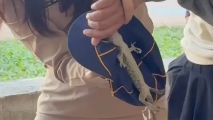 ร้องลั่นโรงเรียน ป.5 ถูกตุ๊กแกกัดไม่ปล่อย รีบวิ่งให้ครูช่วย