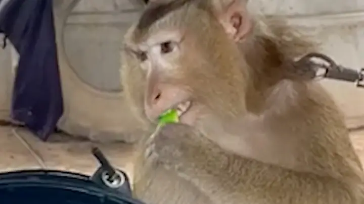 สุดสงสาร พบลิงหิวโซ ในสถานการณ์ปะทะชายแดนไทย-กัมพูชา