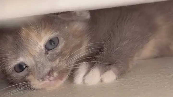 หนุ่มใจไม่อยู่กับเนื้อกับตัว หลังพบแมวติดในผนัง หน้าตาน่าเอ็นดู เร่งทุบกำแพงช่วยรอดปาฏิหาริย์