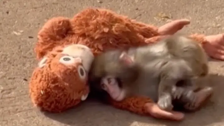 ชาวเน็ตใจละลาย “พันช์คุง” ลูกลิงหิมะวัย 7 เดือน กอดตุ๊กตาลิงอุรังอุตังแทนแม่