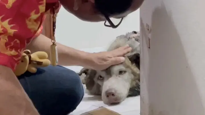 เจ้าของร้อนใจวอน ตร. เร่งตามตัว คนทำร้าย "สุนัขไซบีเรียน" จุดไฟเผาทั้งเป็น