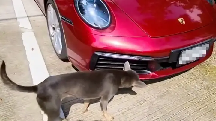 หนุ่มรักรถช็อกเบาๆ เจอ "แก๊งสี่ขา" ฝากรอยไว้ ทั้งที่เพิ่งเปย์ลูกชิ้นติดสินบน เจ้าตัวยิ้มสู้ "น้องไม่รู้เรื่อง"