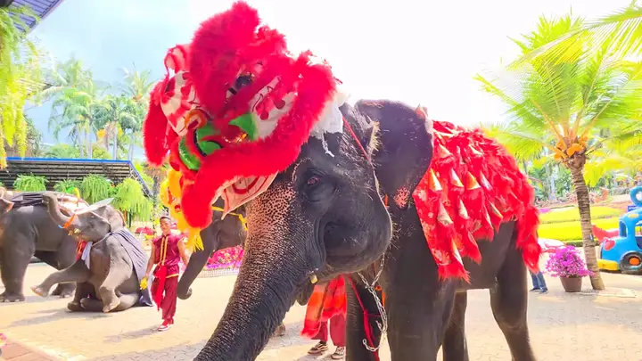 ฉลองตรุษจีน ช้างแสนรู้ โชว์เชิดสิงโต เพื่อเป็นสิริมงคลดึงดูดโชคลาภ ต้อนรับนักท่องเที่ยว